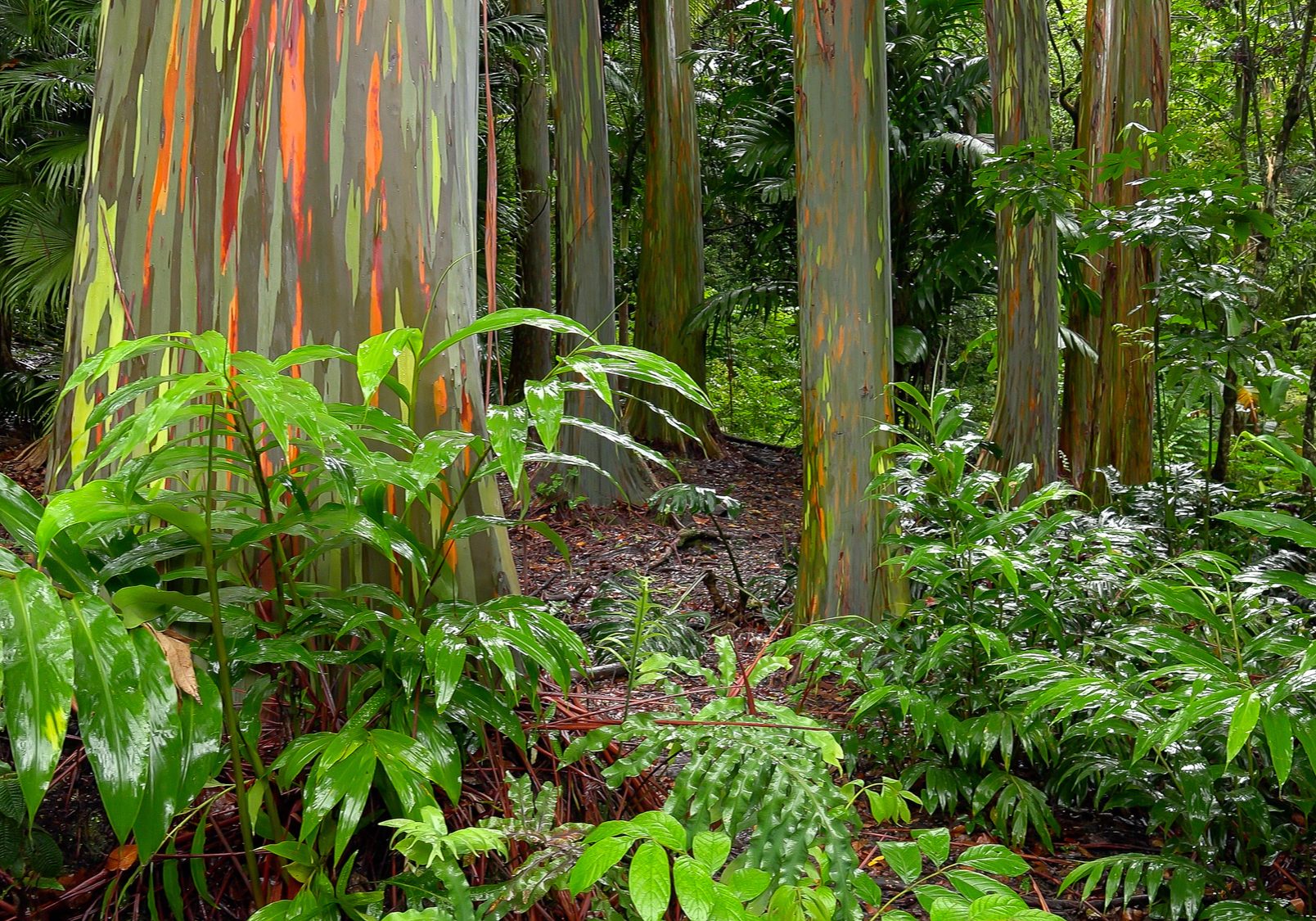 Colorful tree trunks of the Rainbow Eucalyptus (Eucalyptus deglupta) at the Keanae Arboretum along the road to Hana in Maui, Hawaii